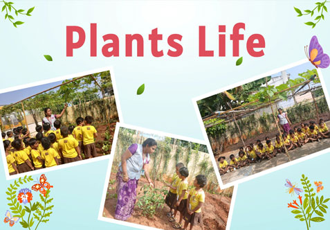 This morning, the teachers took the kindergarten students to the garden to teach them about plants life.